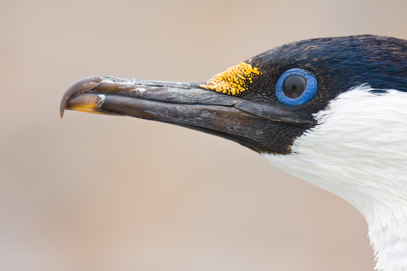 Antarctic Shag